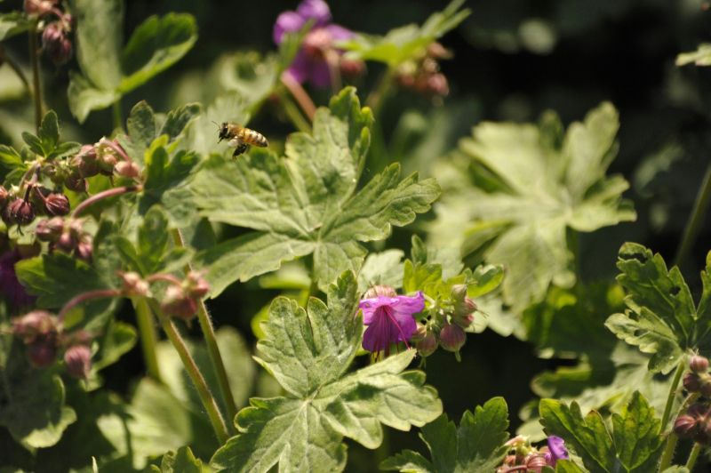 Géranium odorant