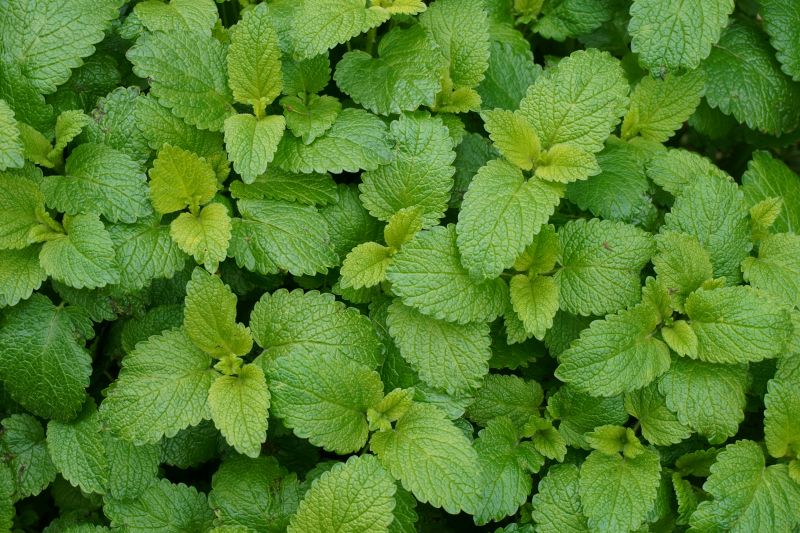 Mélisse officinale