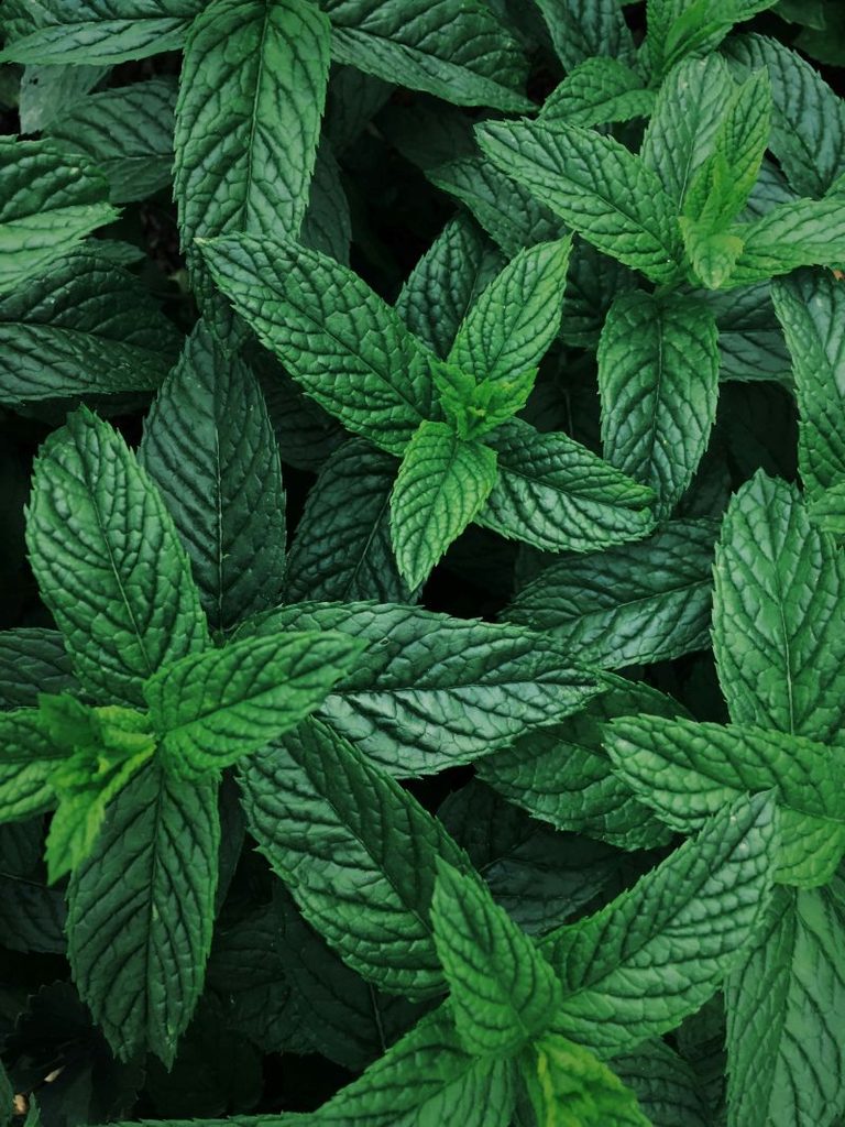 Menthe poivrée