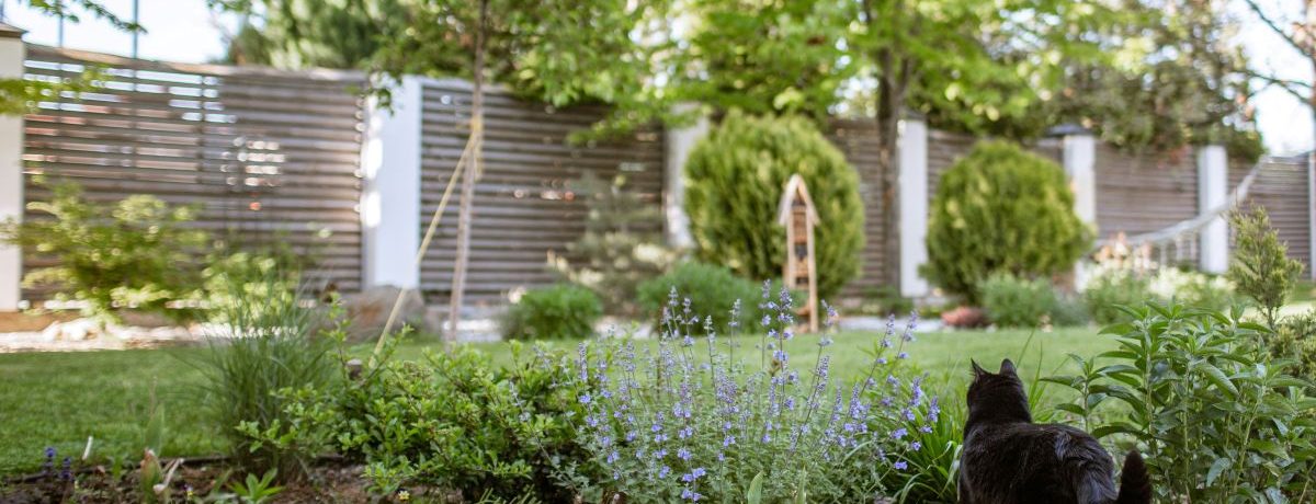 Les plantes anti-moustique