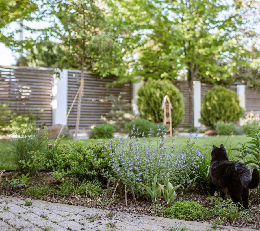 Les plantes anti-moustique