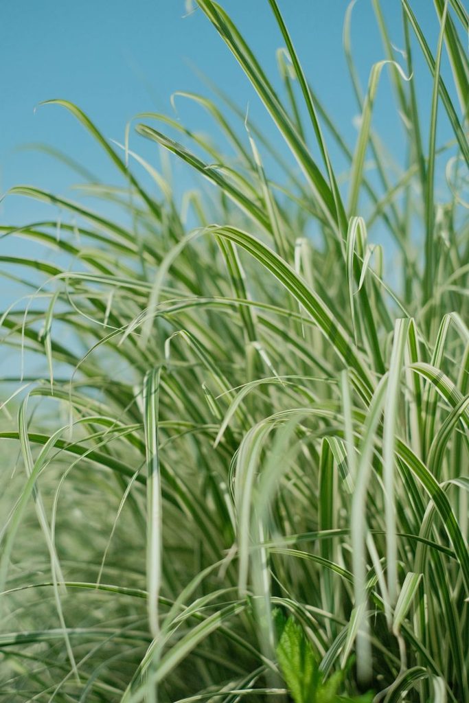 Citronnelle Cymbopogon citratus