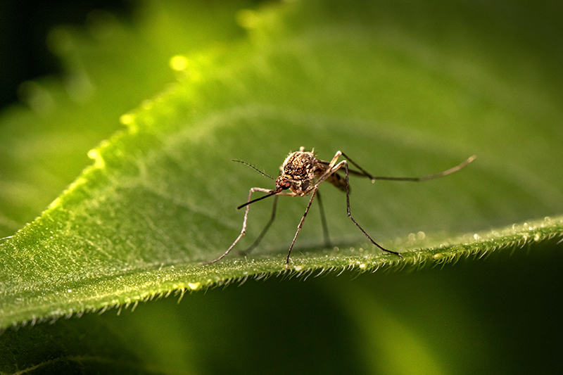 moustique anophèles