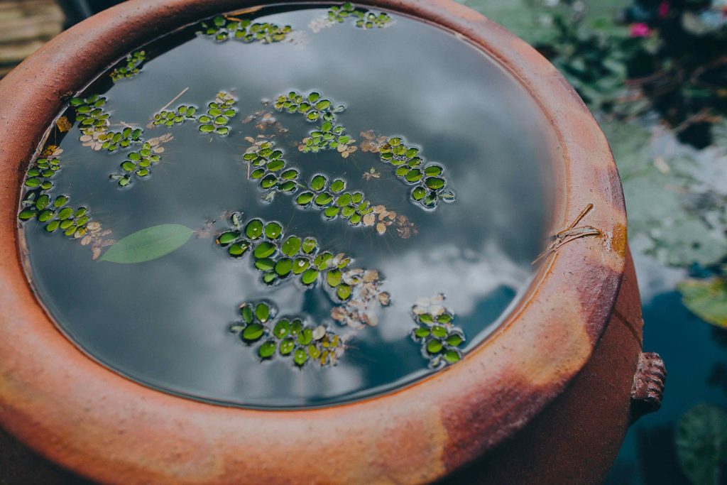 Eau stagnante plante